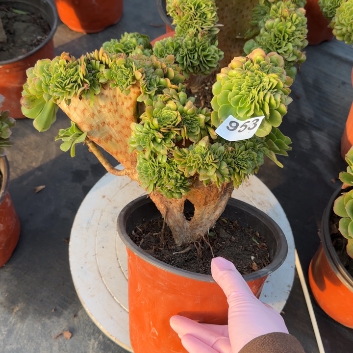 多肉植物绿羊绒缀953