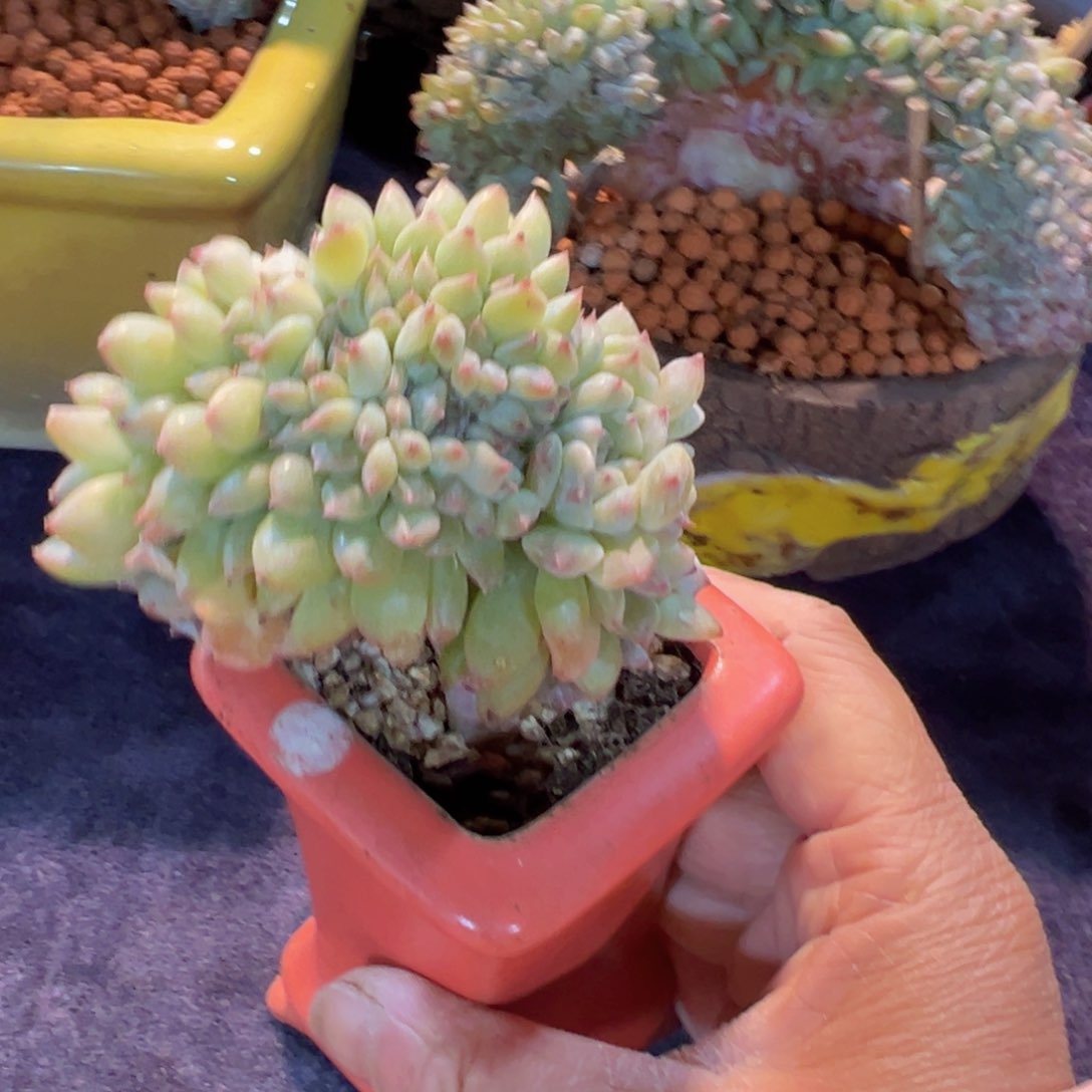 新年快乐啊宝宝们88888888