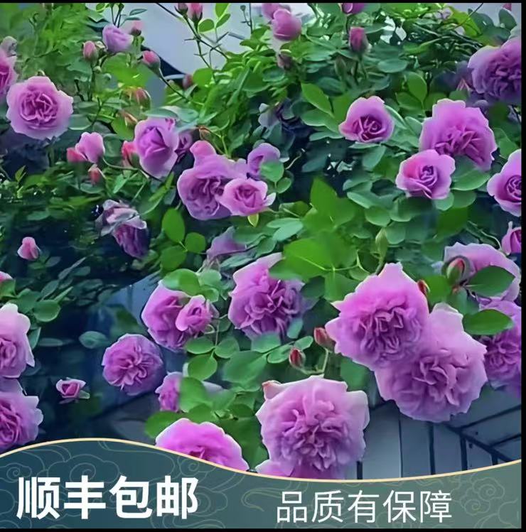 蓝色阴雨1.5米 藤本月季花苗大花浓香型四季开爬藤盆栽绿植