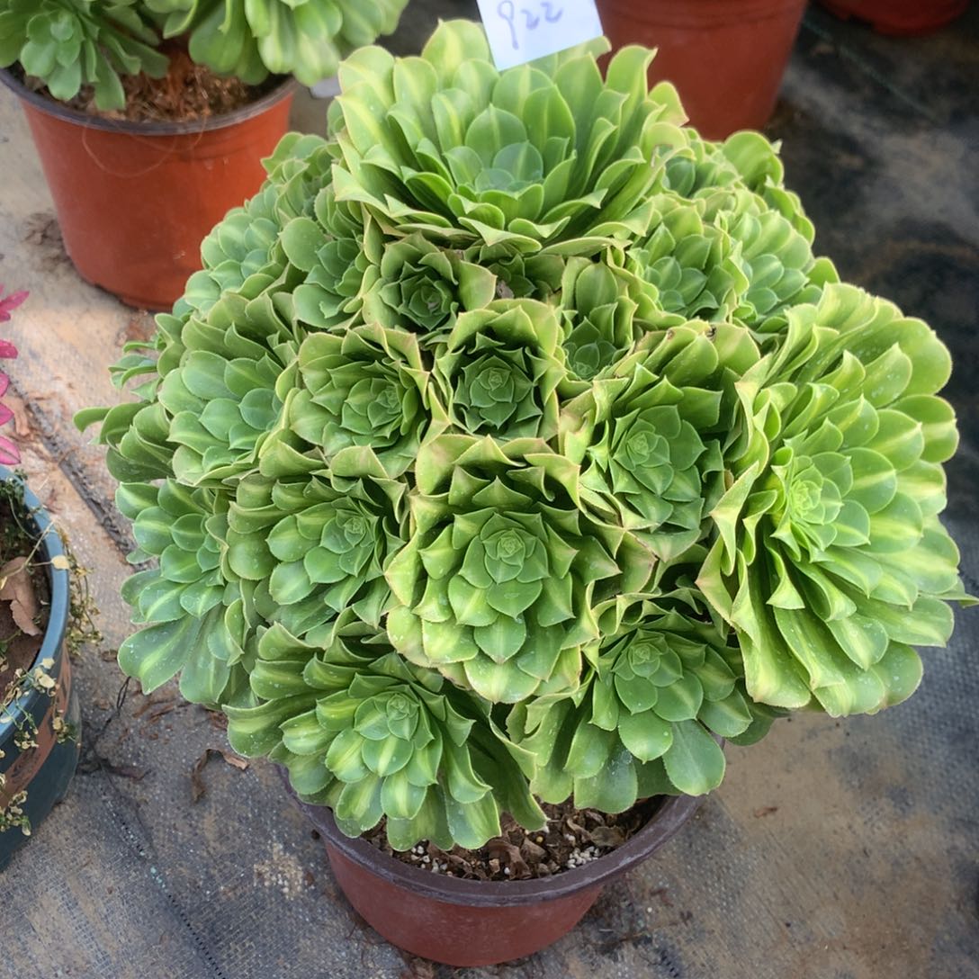 922号多肉法师翡翠琉璃捧花