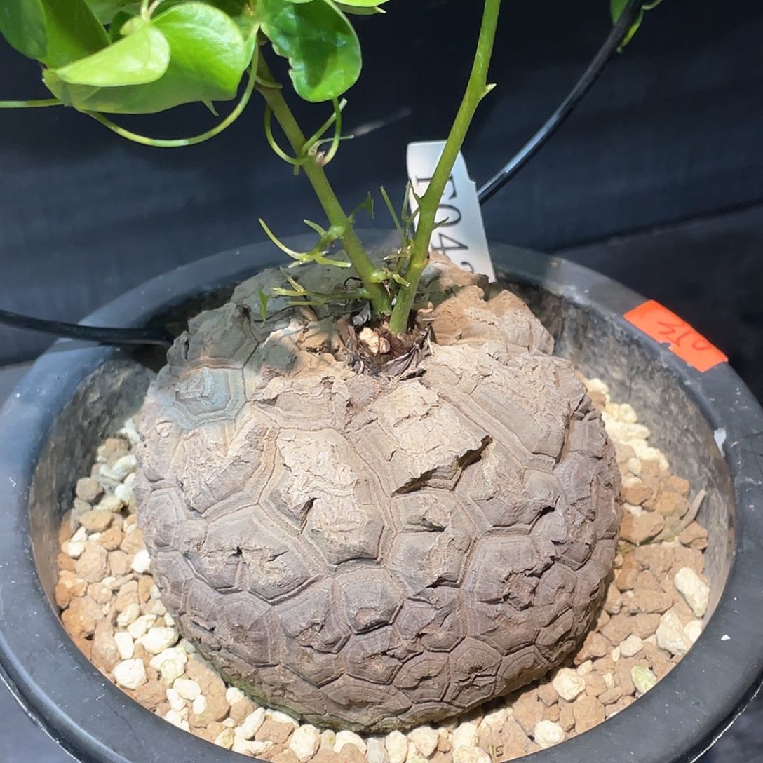 43号日系宽甲龟带瑕9公分