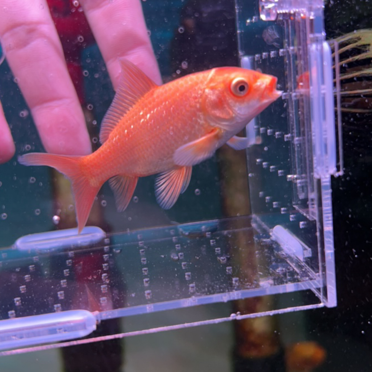 红普身蝴蝶鲤冷水淡水好养耐活大鳍长尾活体观赏鱼