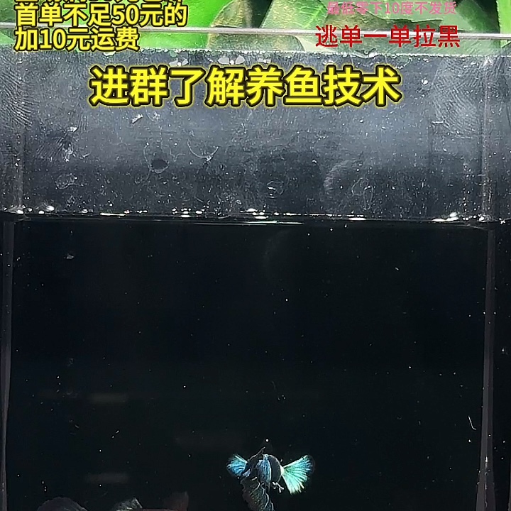 孔雀鱼三基因大耳蓝礼服