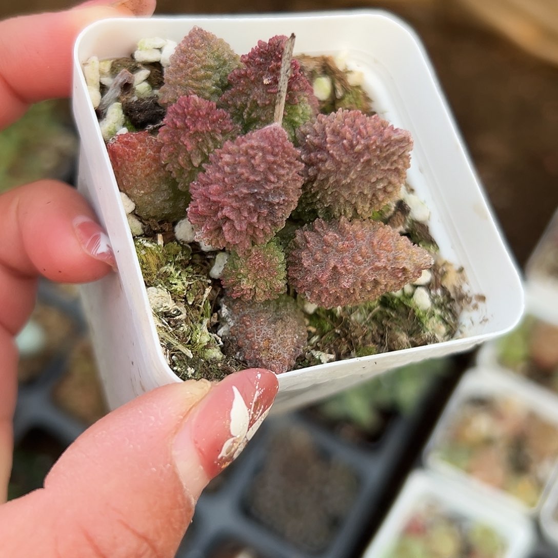 多肉植物朱子玉水泡