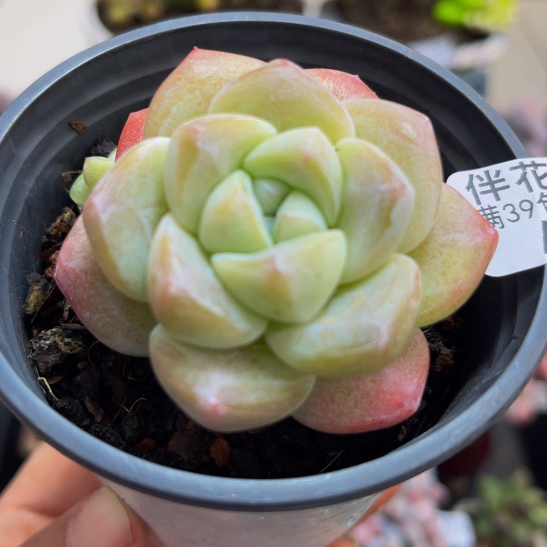 712/5cm冰玉多肉植物