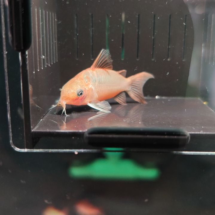 灯科鱼潘塔纳尔鼠鱼