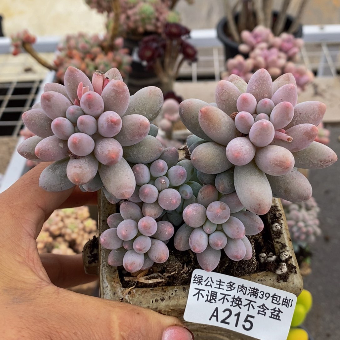 香水手指215/9cm福利