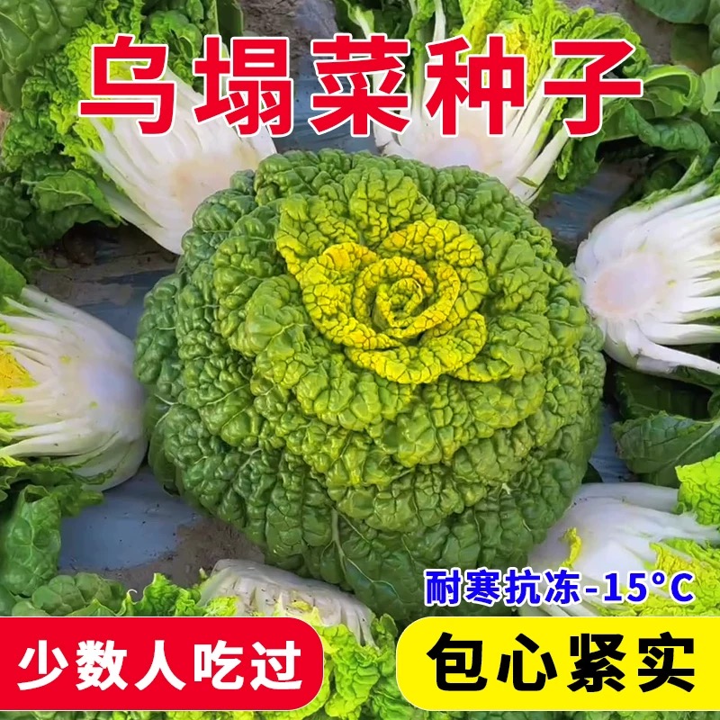 原装黄心乌塌菜种孑特耐寒蔬菜小八叶塌菜种籽越冬秋冬菊花菜种子