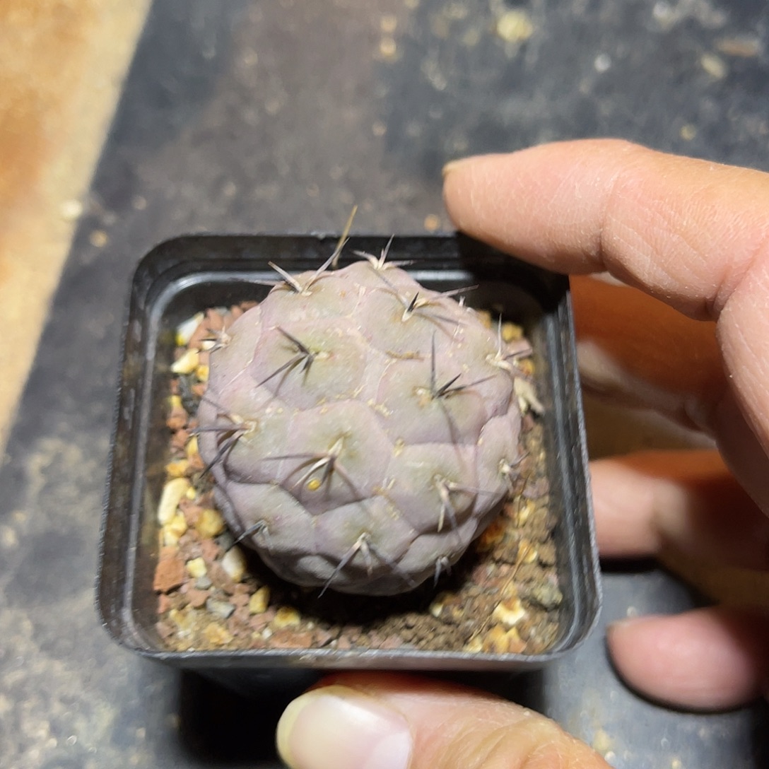 大尤豪刺习志野仙人球