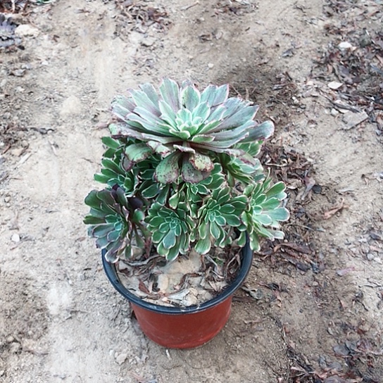 水墨画法师00000005