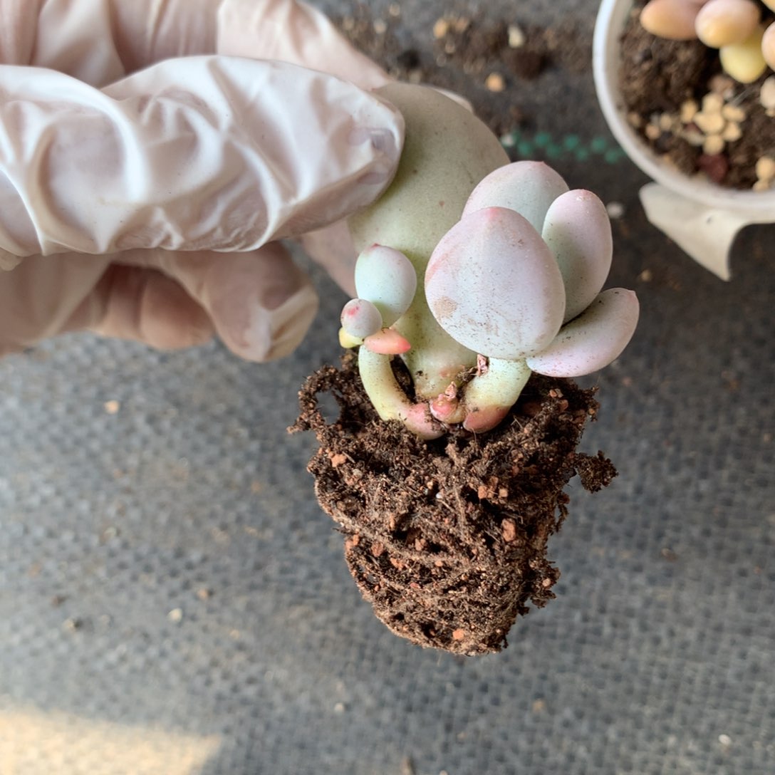 米可奶酪多肉 米可奶