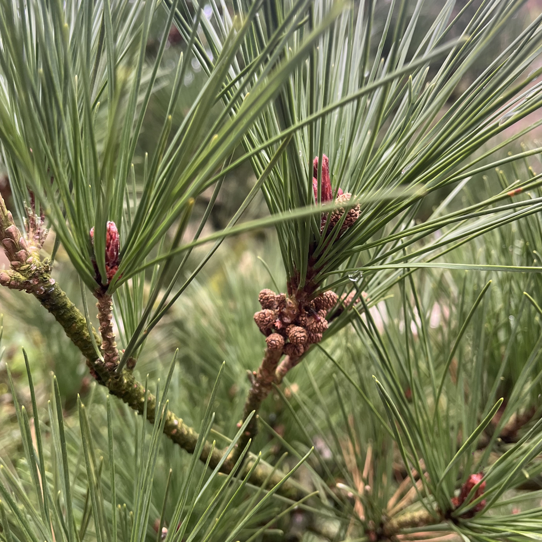 老桩松柏造型矮霸黑松五针松济州真柏罗汉松盆景