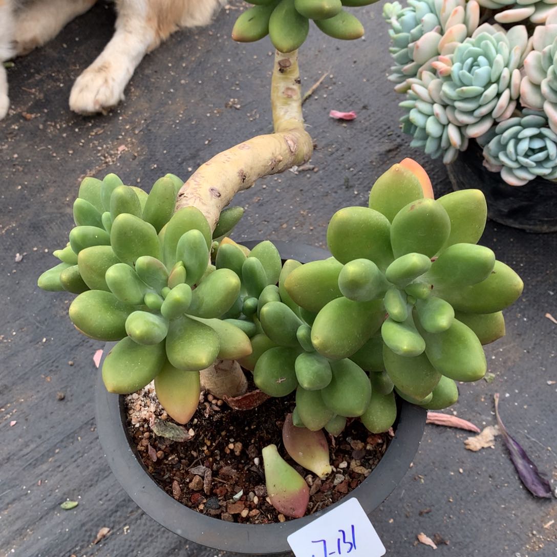 芒果奶一物一拍17-131