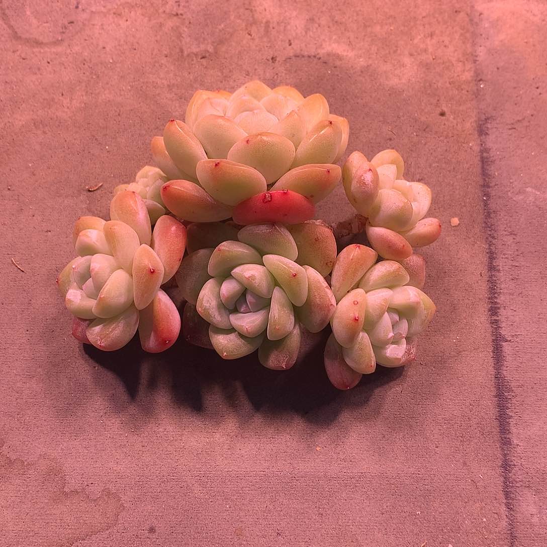 李*月一物一拍，冰玉群，有断个头