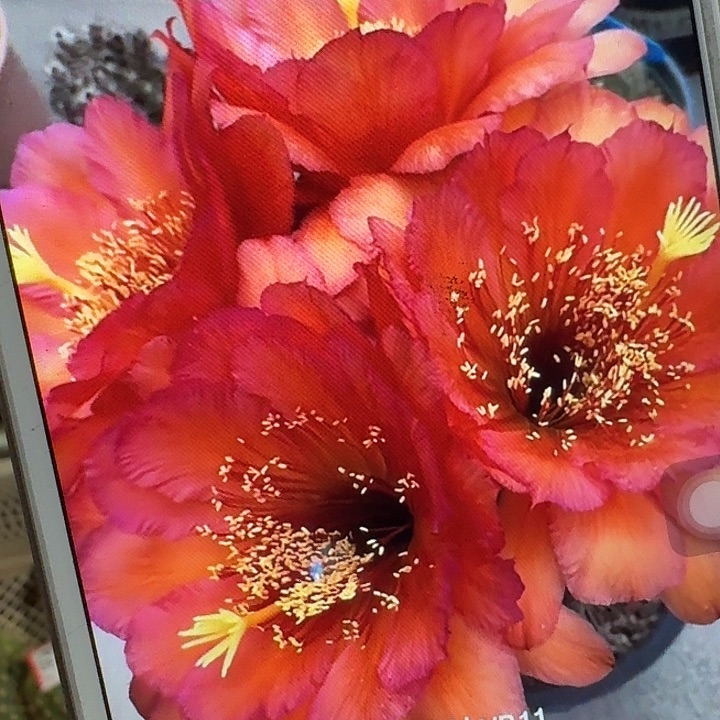 vr11 侧芽5公分毛花柱