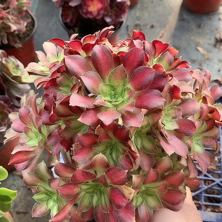119韶华多肉植物