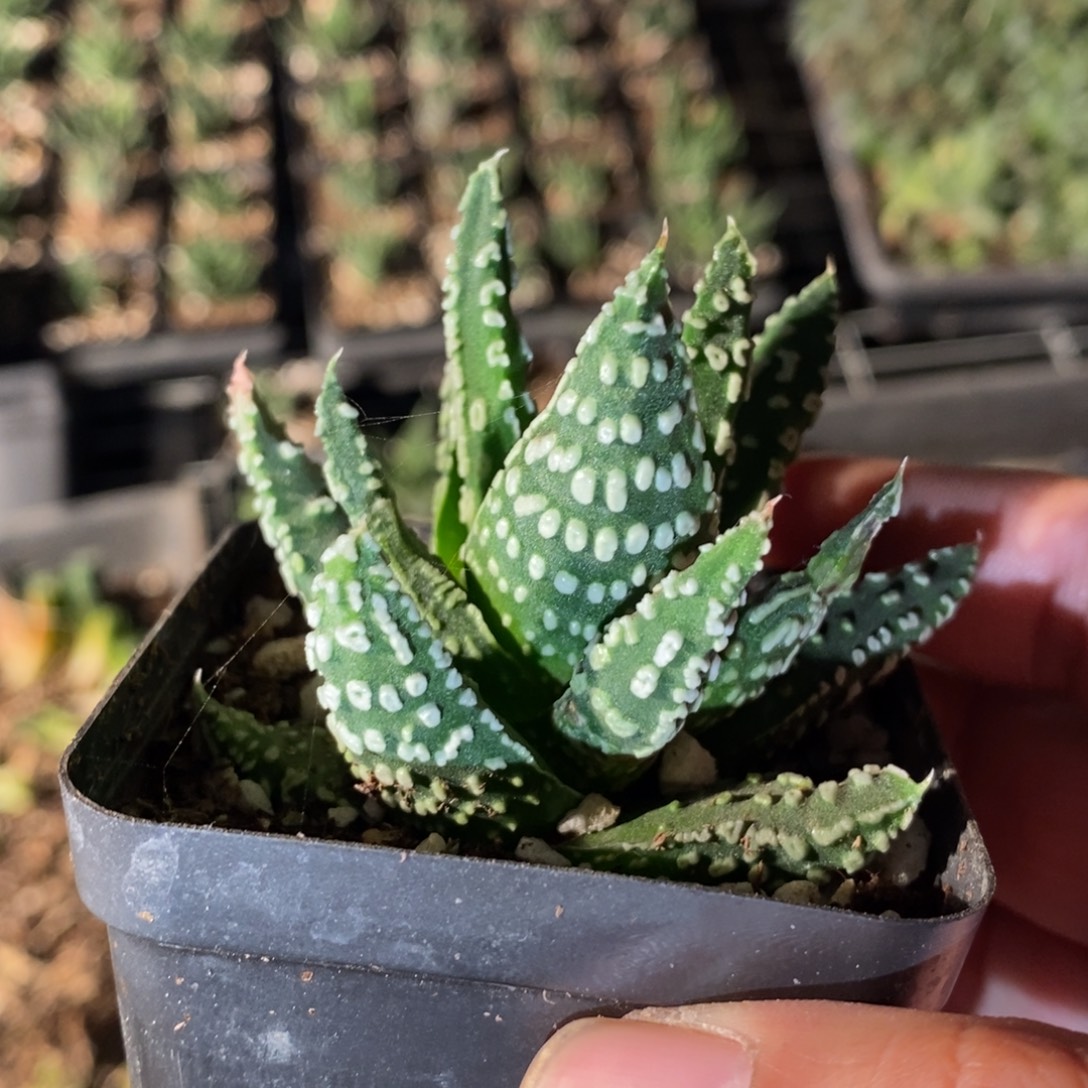 一颗泪珠硬叶 圣诞福利