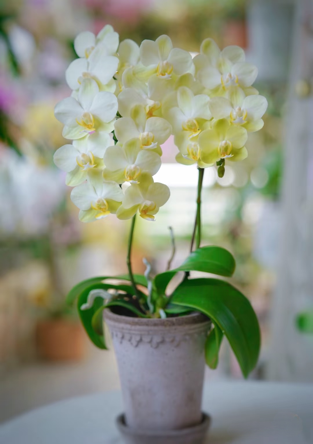 3.5寸（和鸣橘络）蝴蝶兰带花剑没有开花