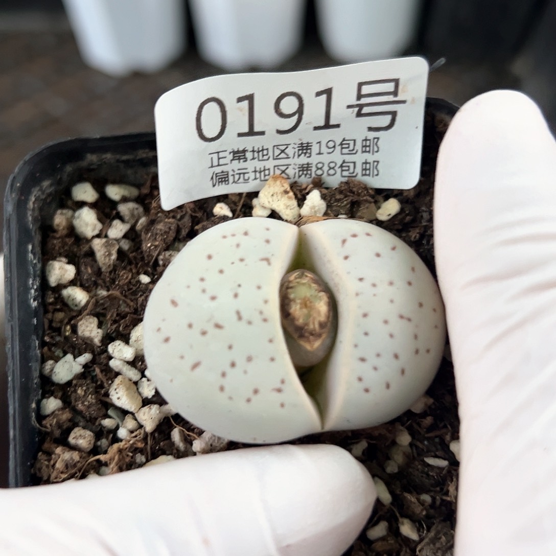 好养易活生石花大母本0191