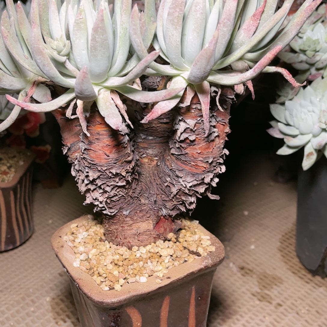 9110奥罗拉仙女杯多肉