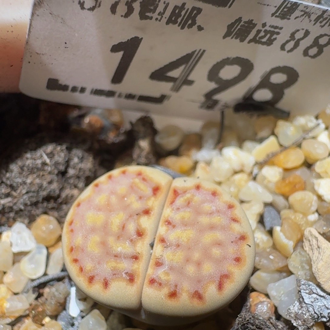 Sssss精品生石花1498