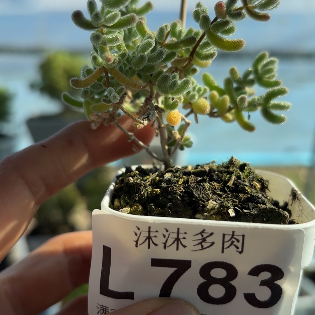 783冰晶枝干番杏福利