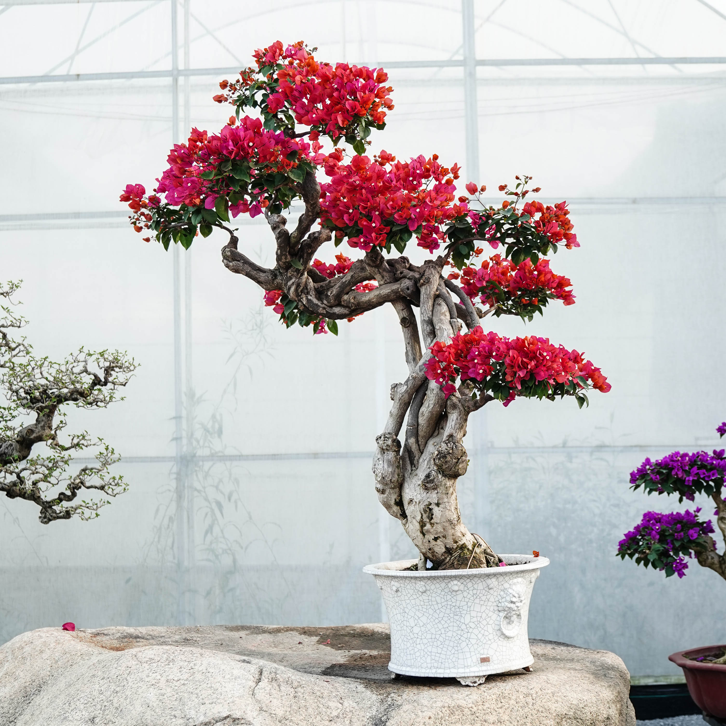 精品三角梅同安红造型盆景客厅阳台庭院盆景勤花高端高176冠幅139