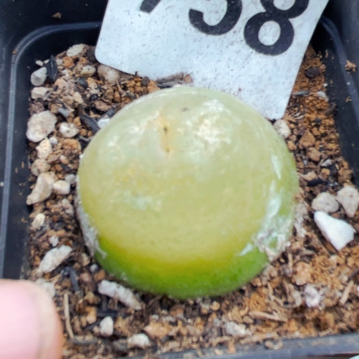 758母本带盆4.2cm10年灯泡