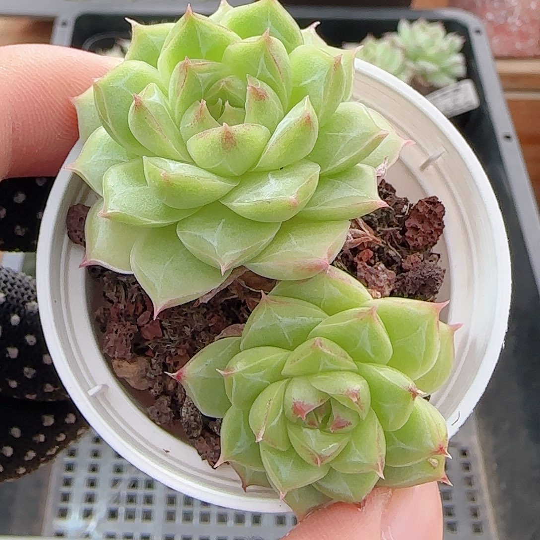 多肉0906-81边线女王玫瑰花