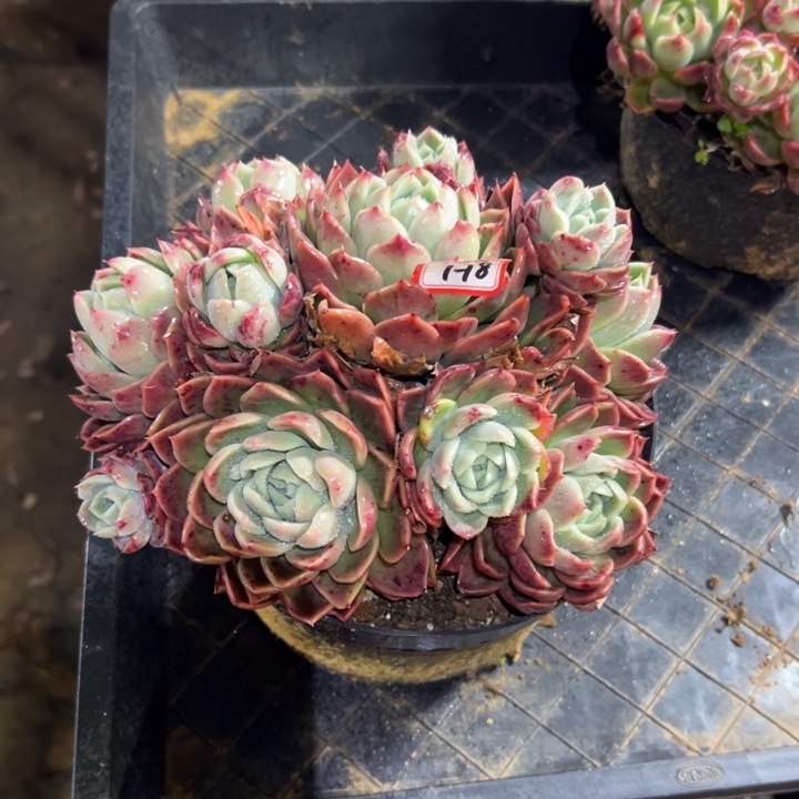 精品多肉植物老桩女巫