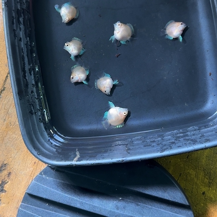 海水鱼胭脂苗6送1