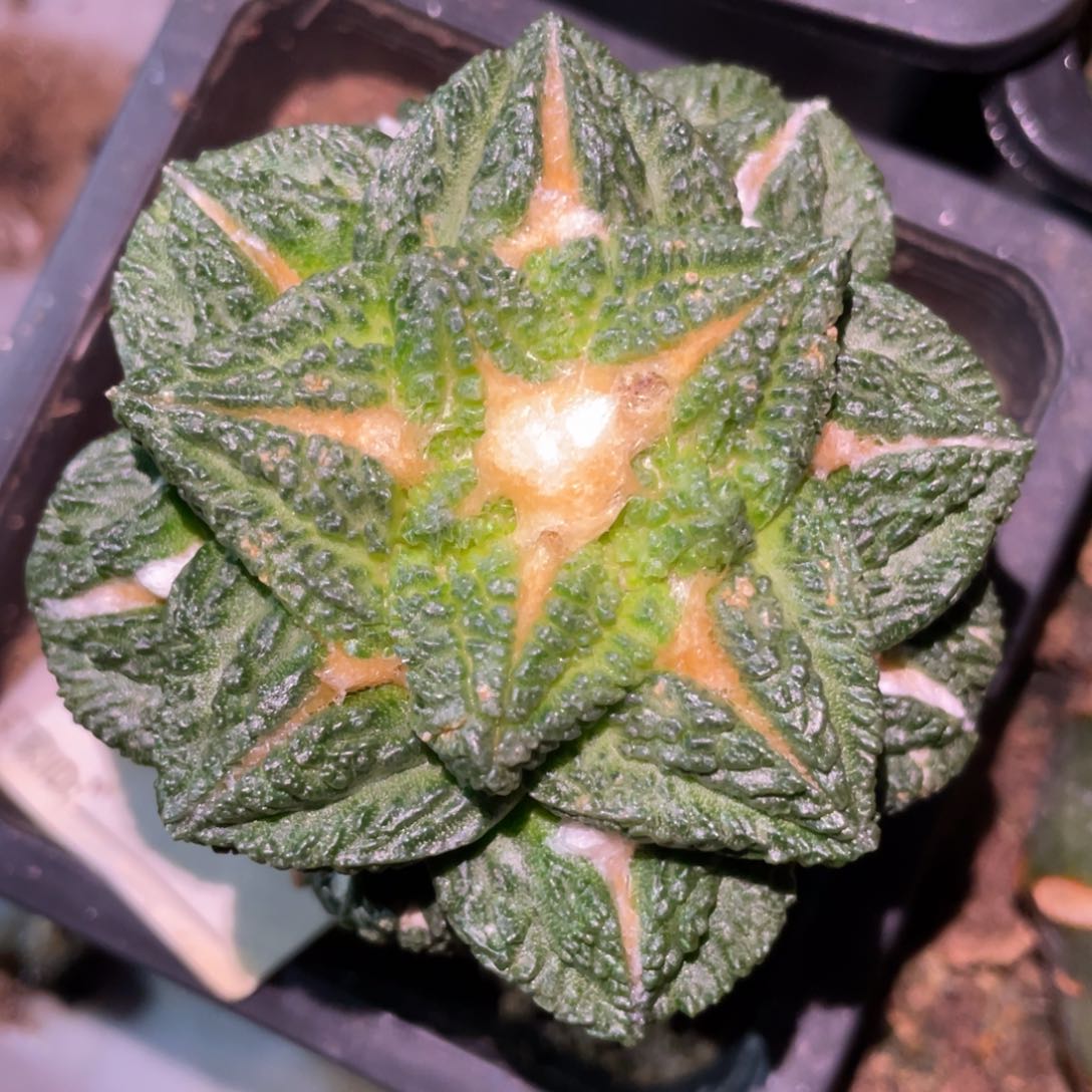 全部花朵戈犹龟甲080