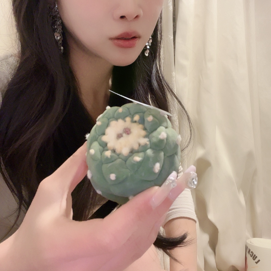 多肉植物一物一拍 3号