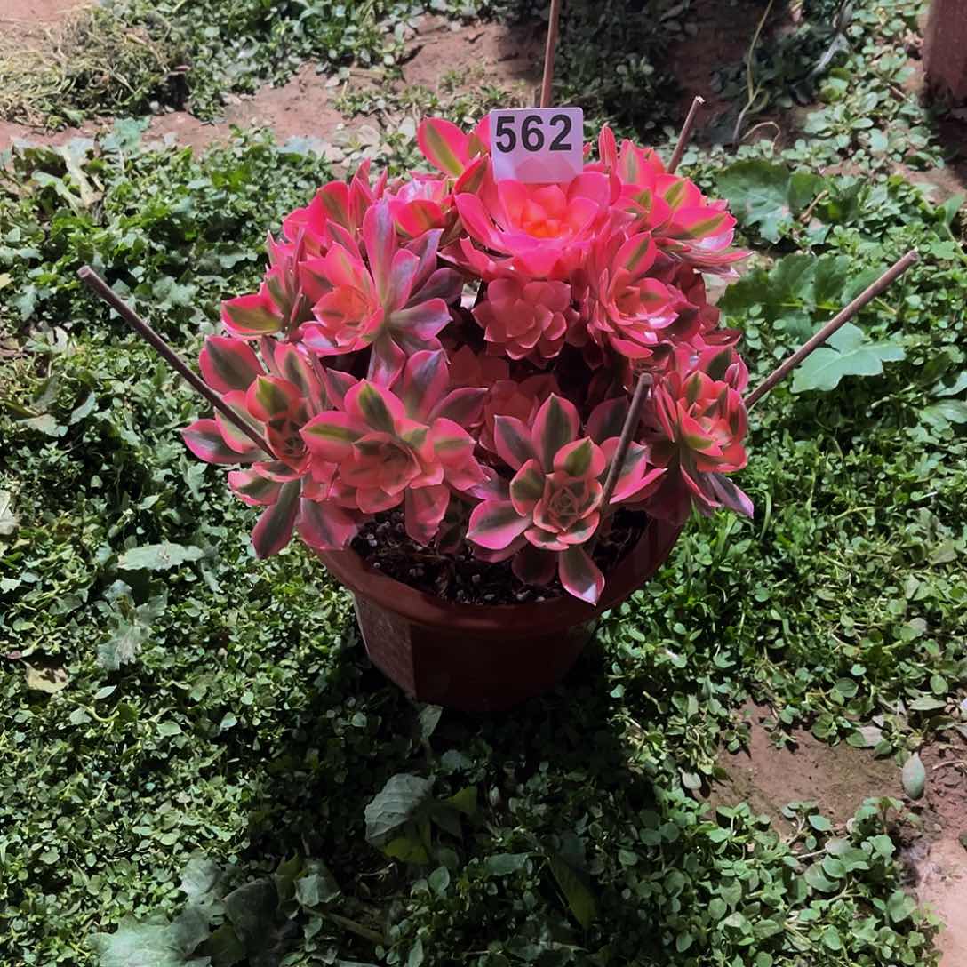 ?****n多肉植物一物一拍562