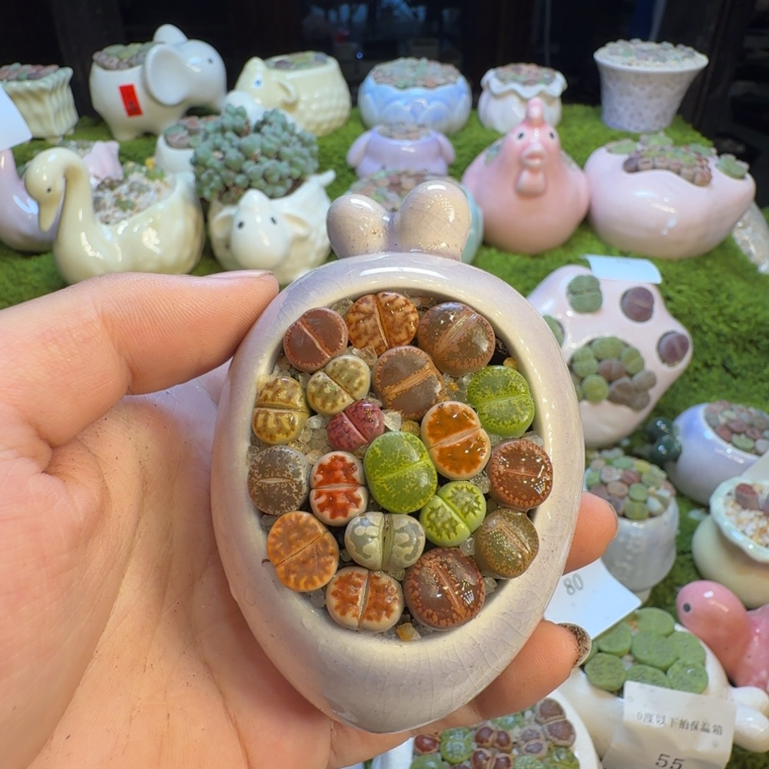 夏***堇多肉葡萄干的和98