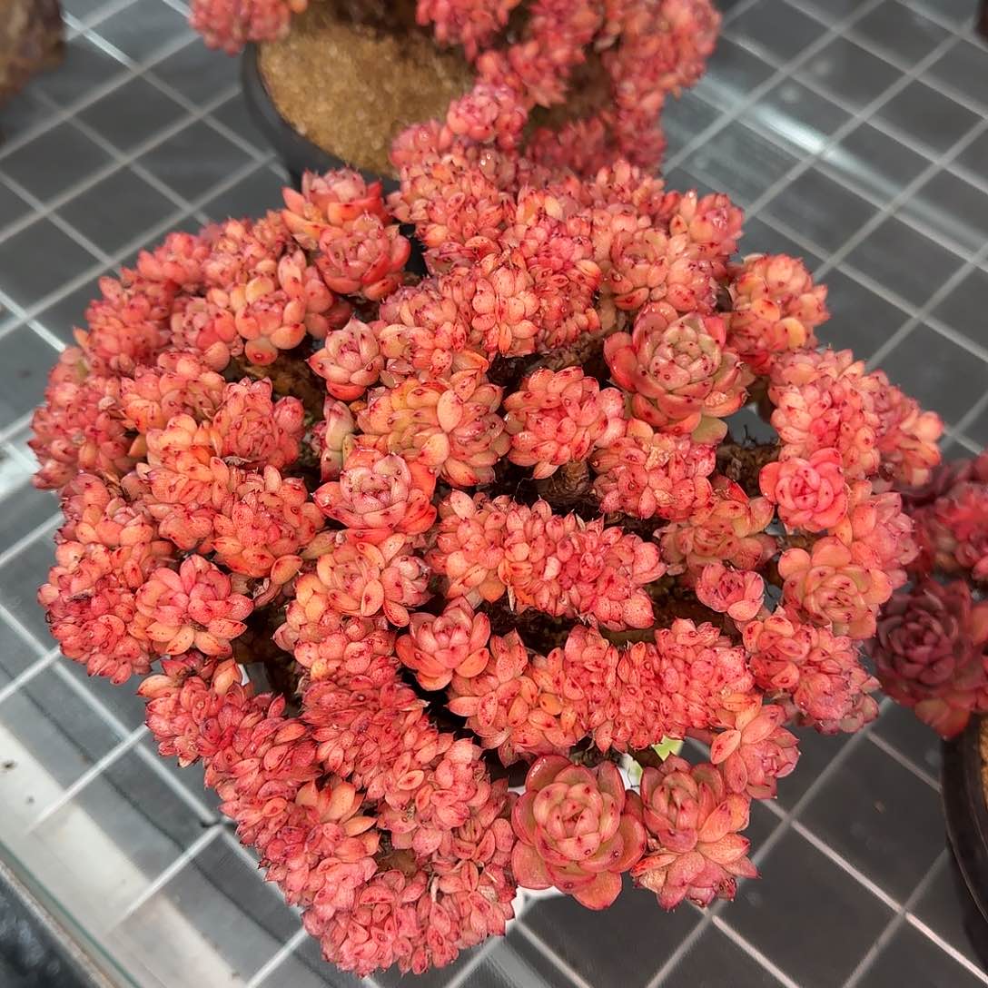 从前慢花园精选彩票缀