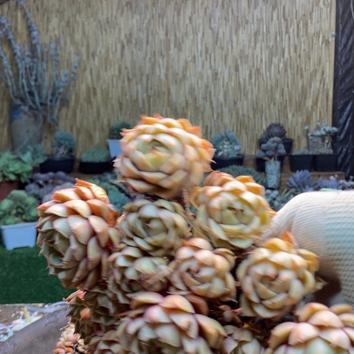 小***容466号苯巴多肉植物