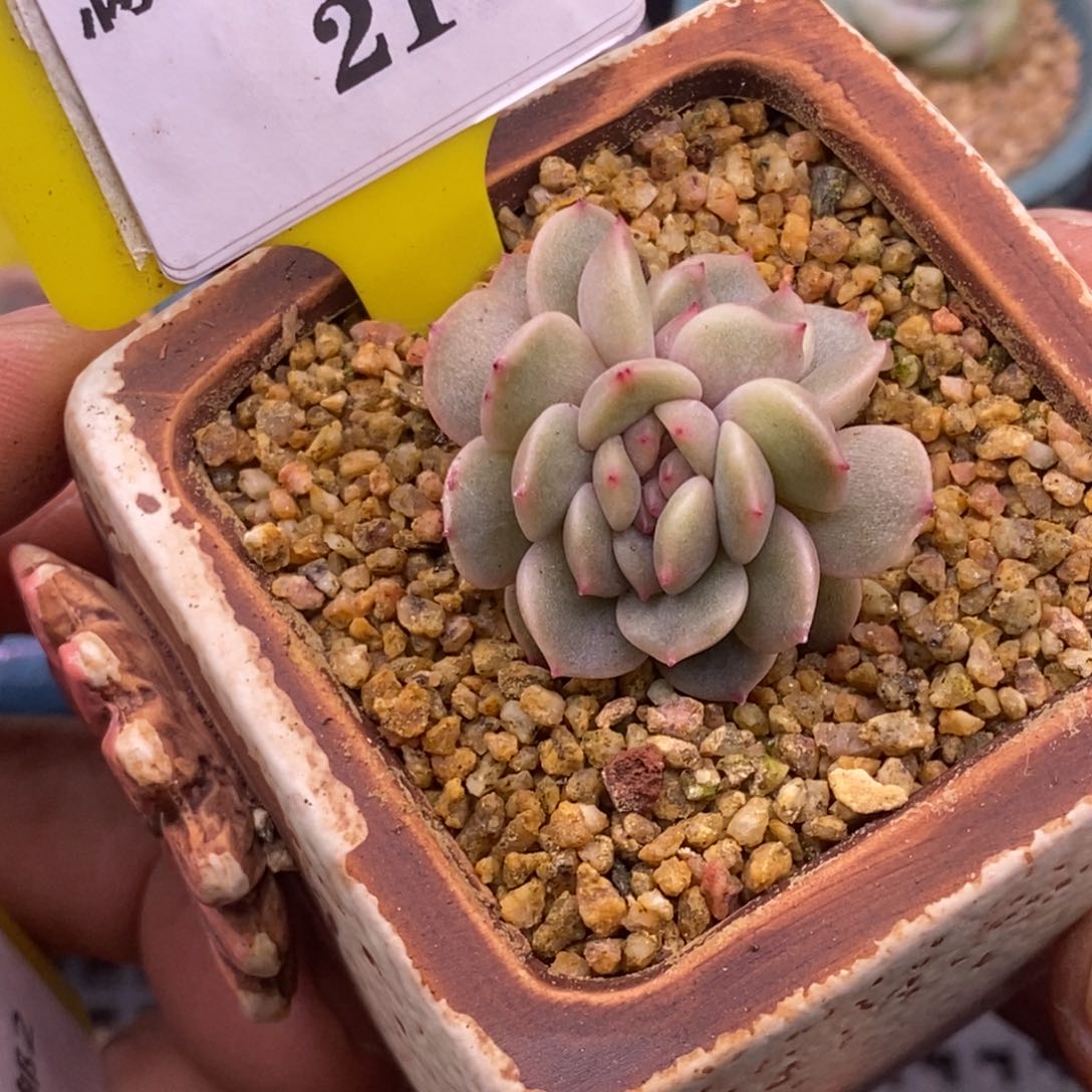 221红恋缀化多肉植物