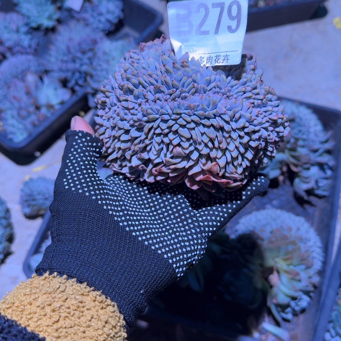 宽板子粗腿星影缀化默认