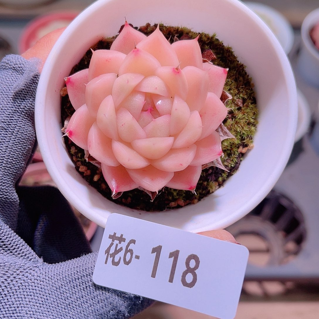 花06-118麦秆单头