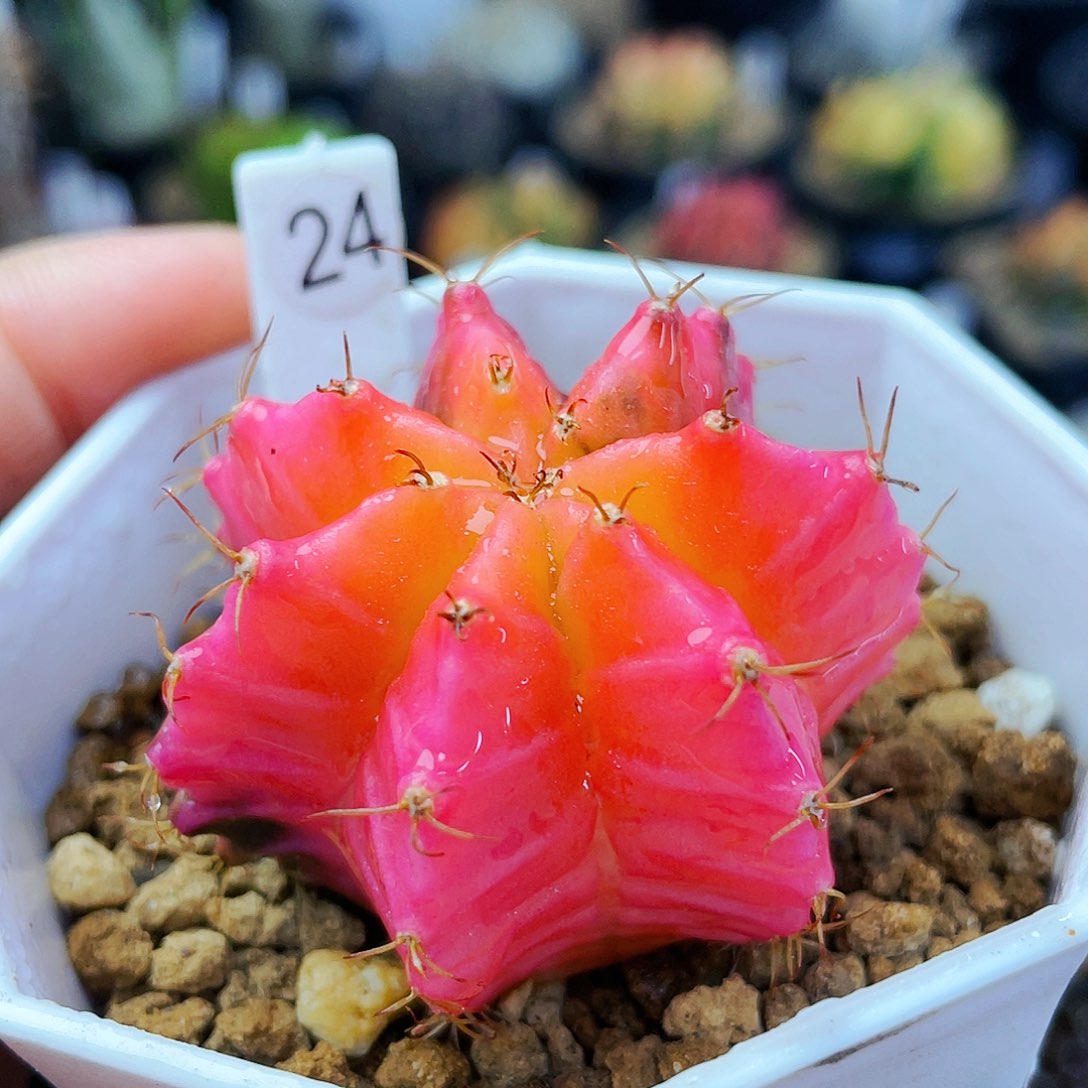 非偏远地区25包邮仙人球