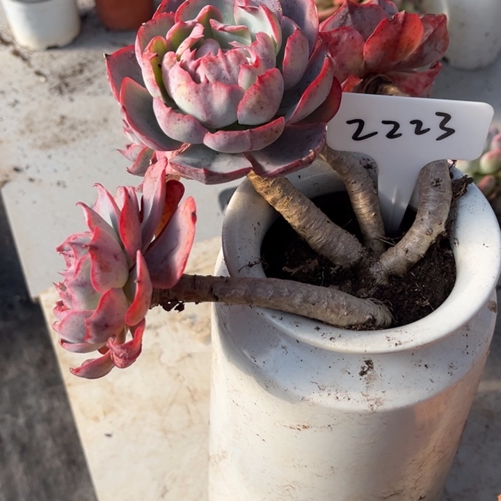 2223有瞎0000000000000多头