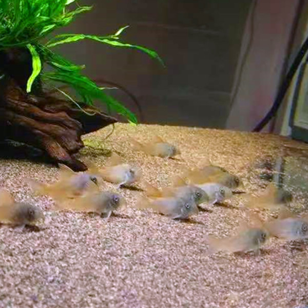 宠鱼水族 超级红帆鼠 鼠鱼 鱼缸底部残渣清理鱼 清洁工 工具鼠鱼