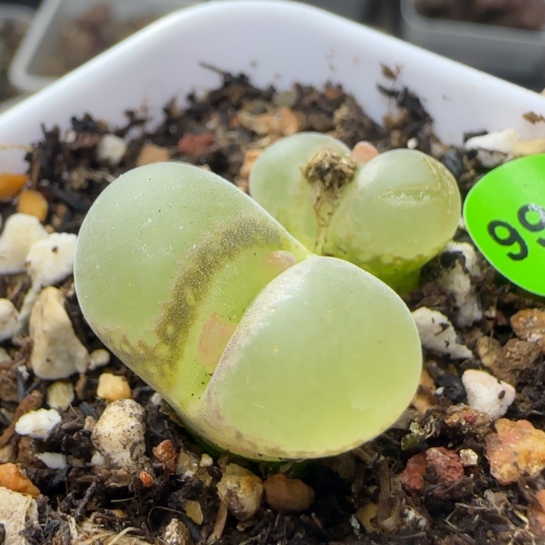 漂漂亮亮多肉植物998