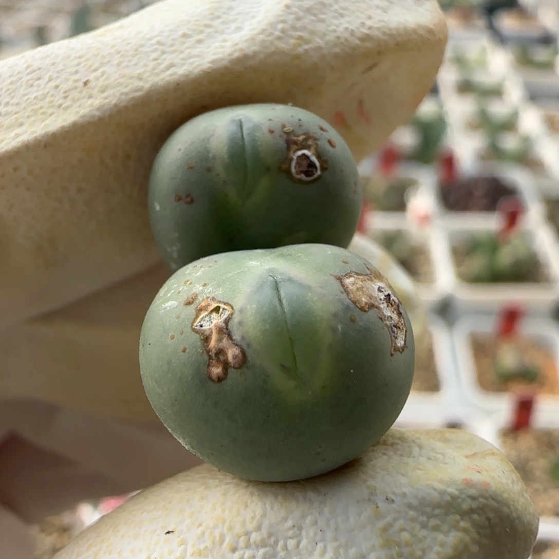 开***家12-4-当天满38包邮玻尿酸海豚嘴拳拳脱土