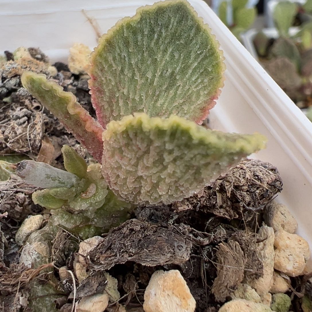 实生新品单头纯木质桩多肉植物