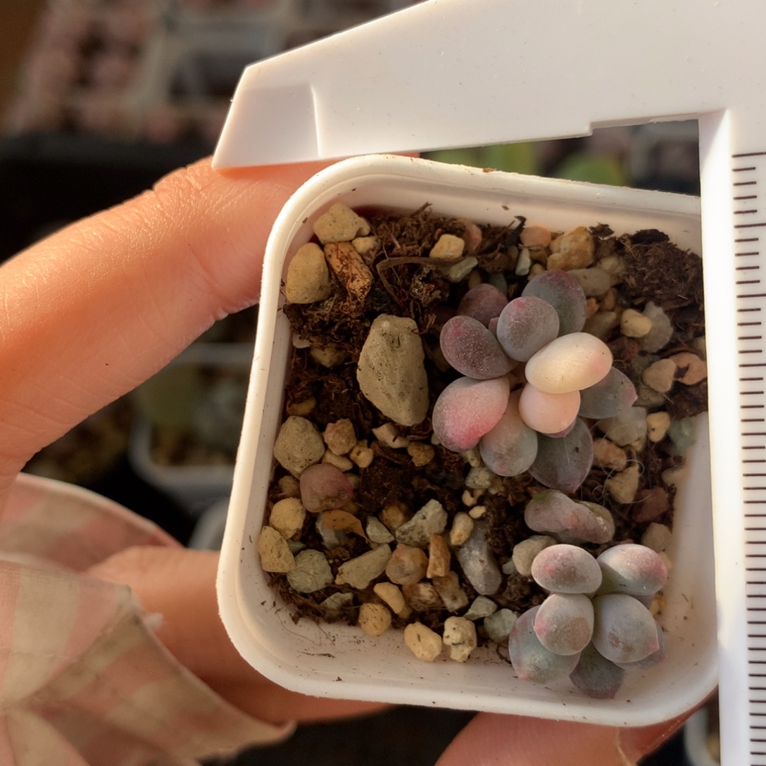 奶酪锦 嚯哈哈哈哈哈