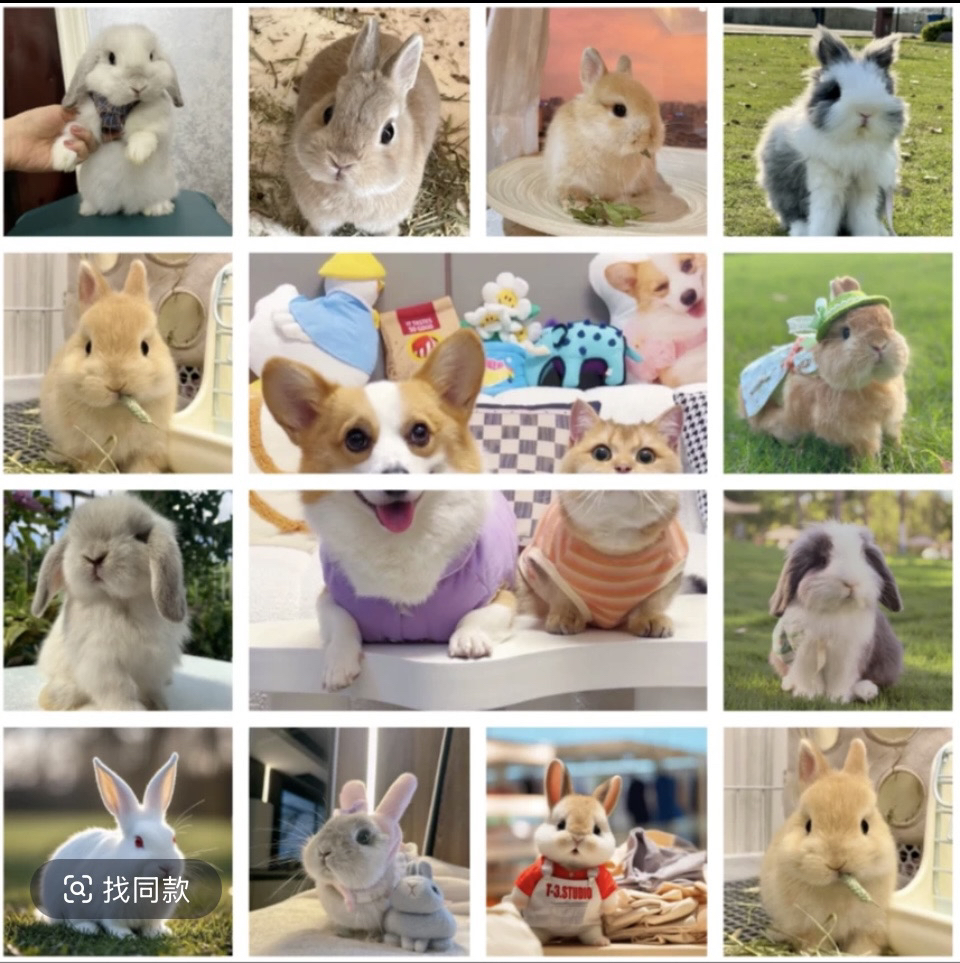 宠物直播间定金连接