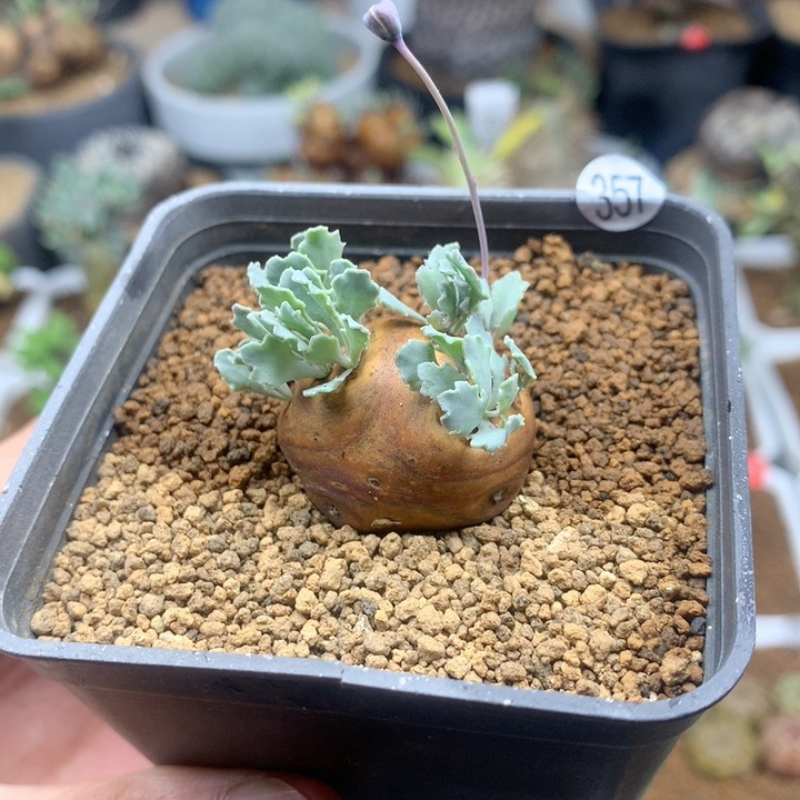 产地格加厚敦菊带盆2.7cm