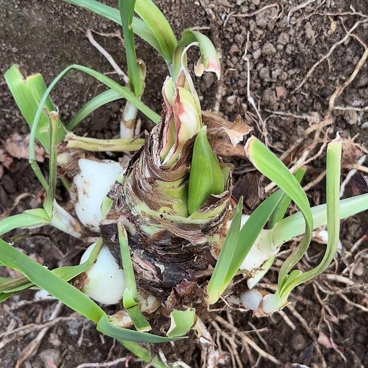 甜蜜四号开花包对版